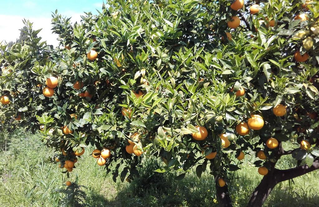Il Giardino Di Zefiro Bed & Breakfast 3*